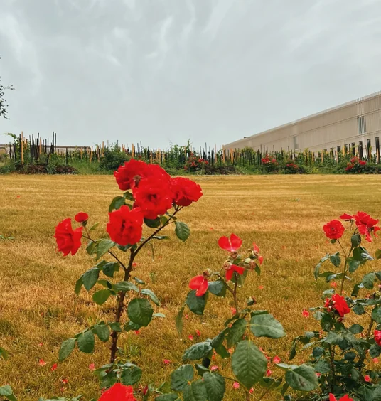 Red roses in front of a vineyard and modern winery building