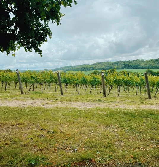 English vineyard rows beneath a cloudy sky, with rolling countryside beyond