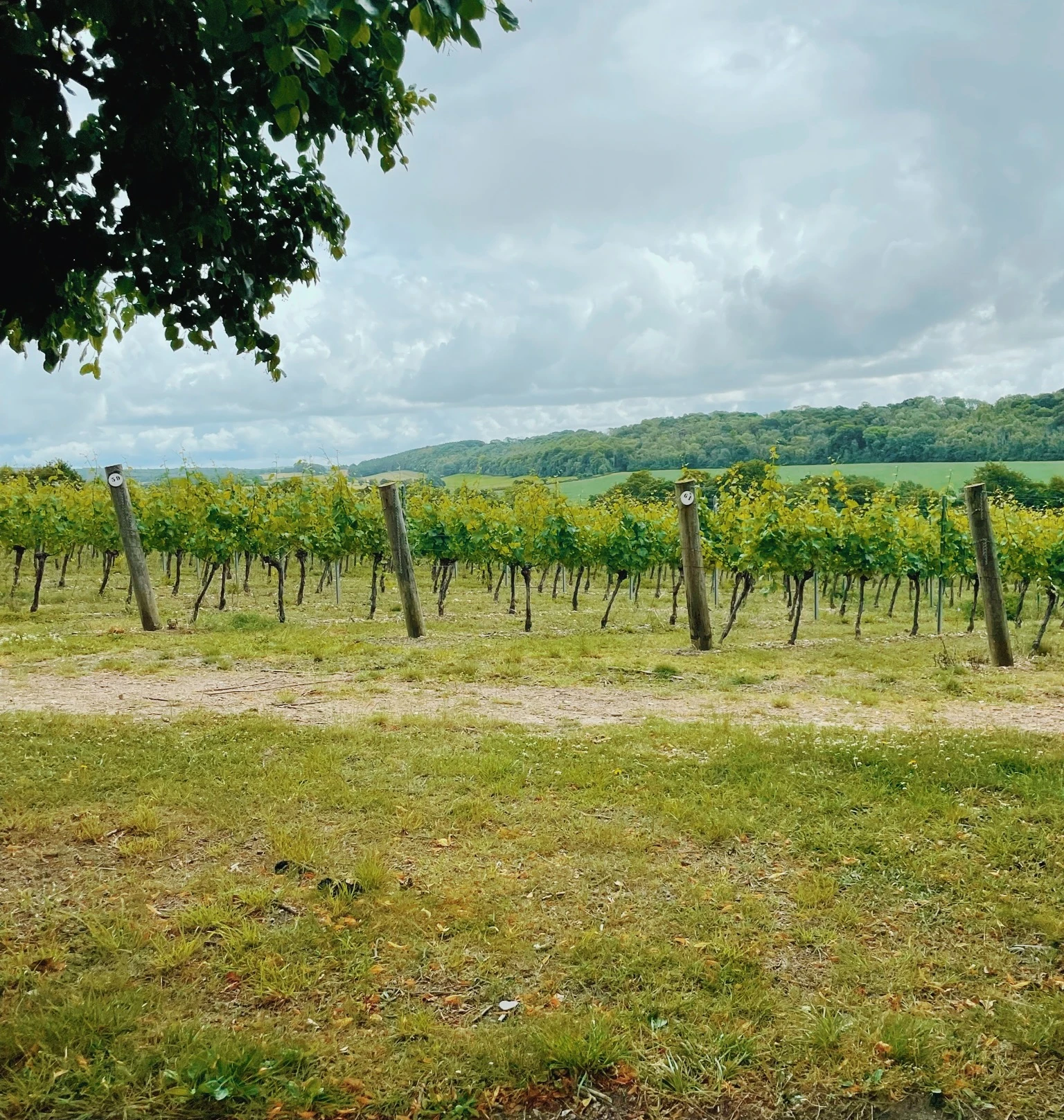 English vineyard rows beneath a cloudy sky, with rolling countryside beyond
