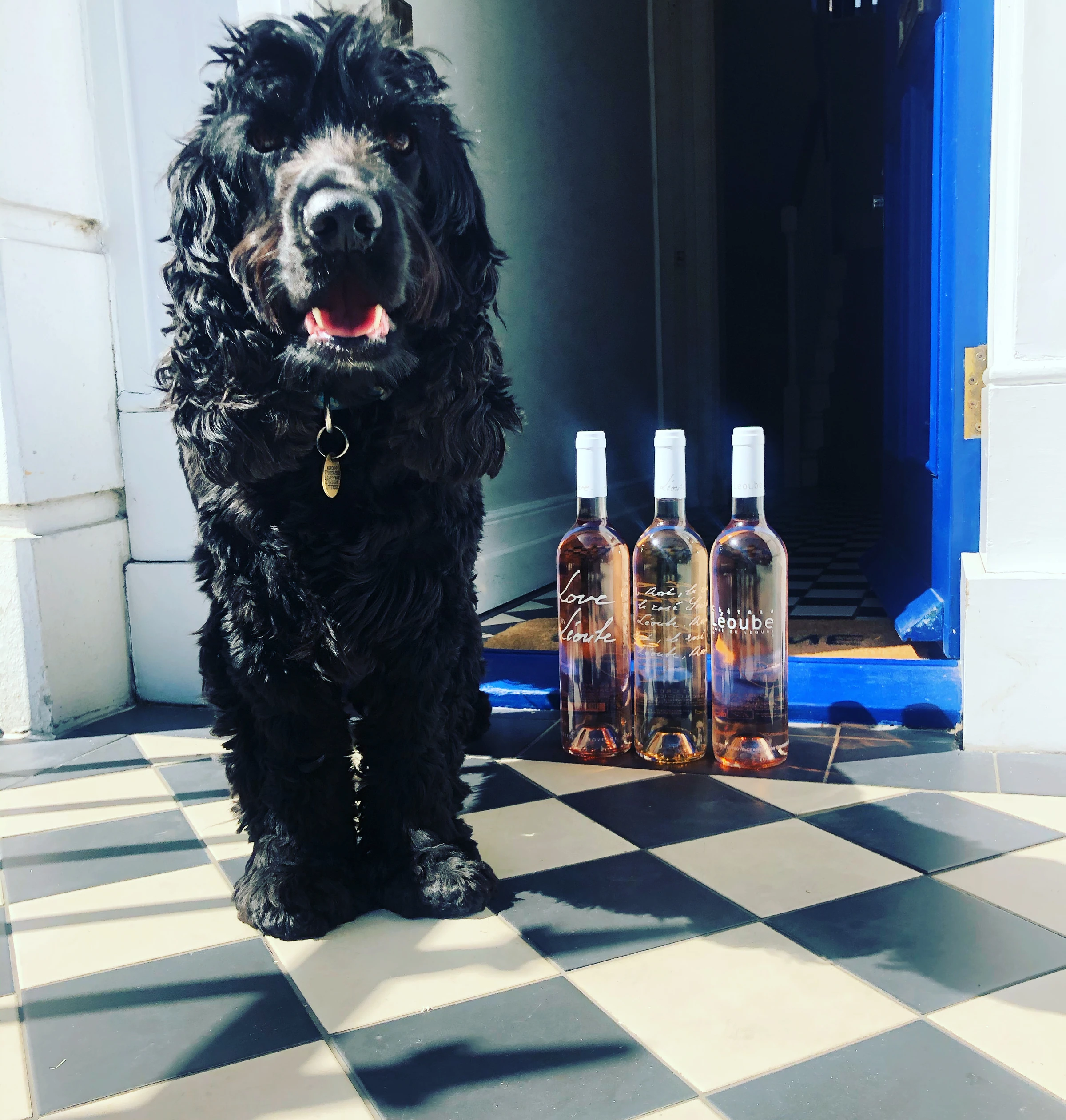 Black curly-haired dog sitting beside three bottles of wine on a chequered doorstep