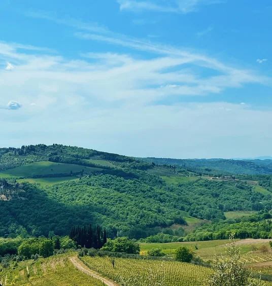 Rolling Tuscan hills with vineyards, cypress trees and olive trees beneath a blue sky