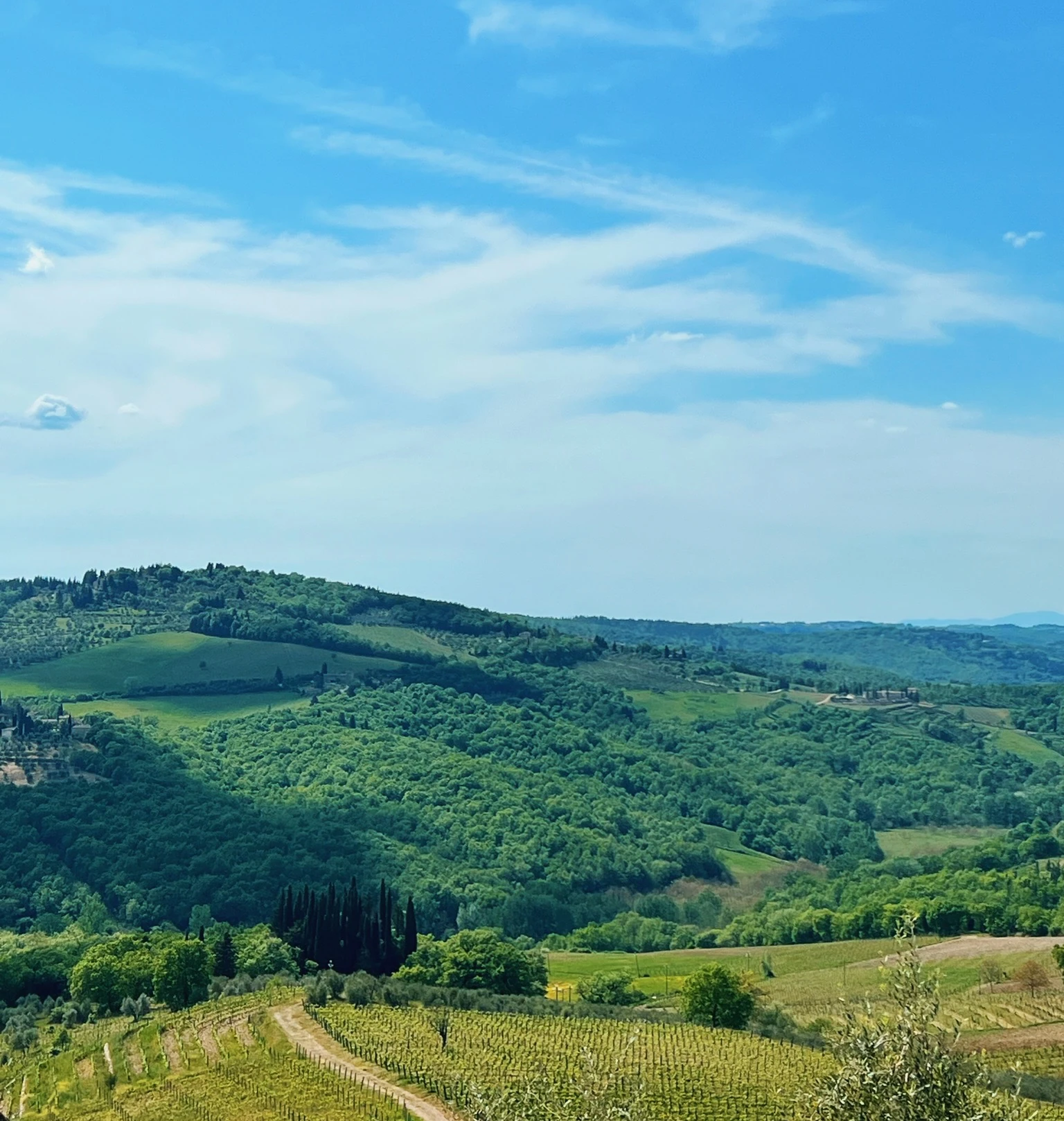 Rolling Tuscan hills with vineyards, cypress trees and olive trees beneath a blue sky