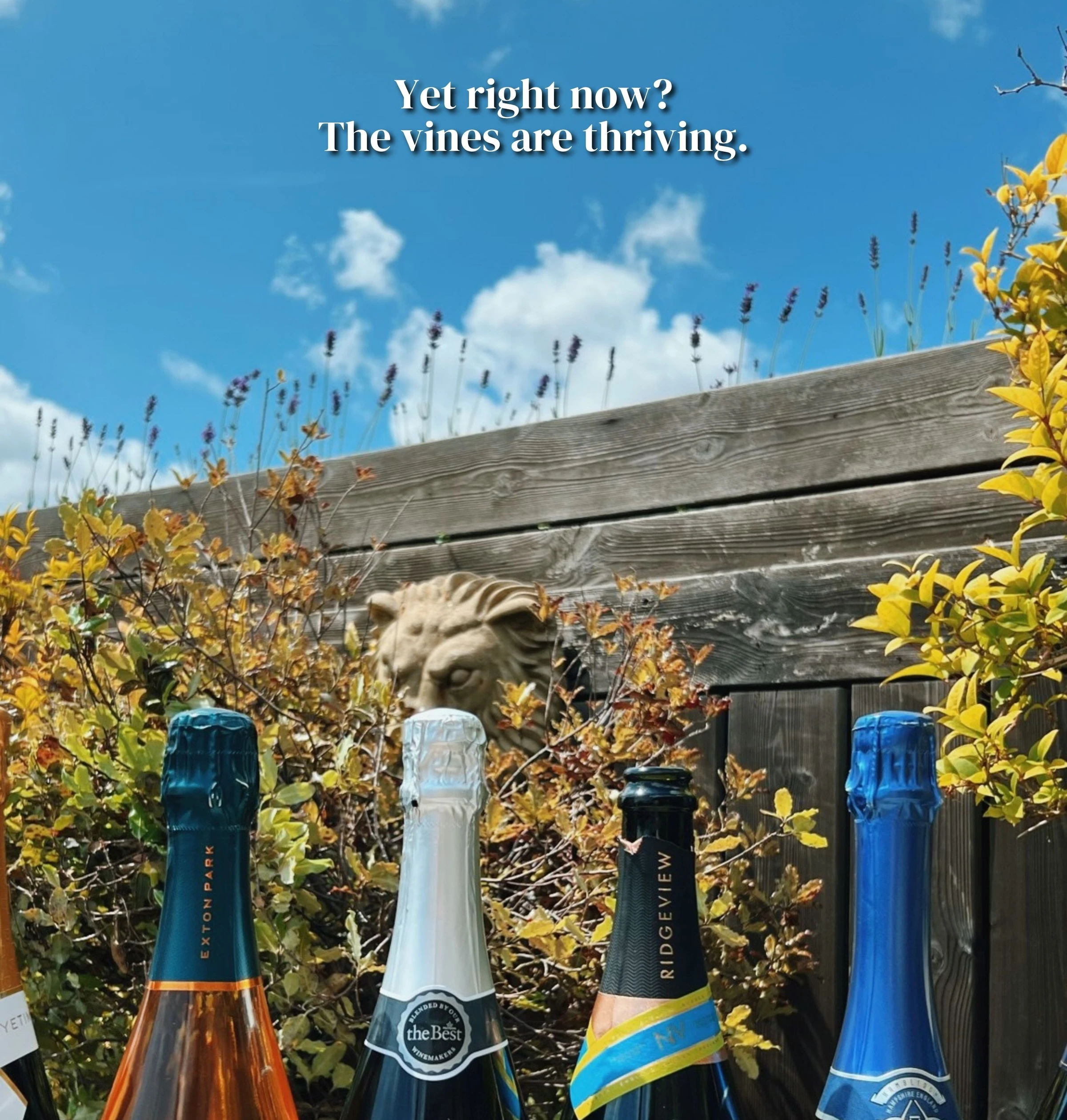 Four English sparkling wine bottles against a garden fence beneath text about thriving vines