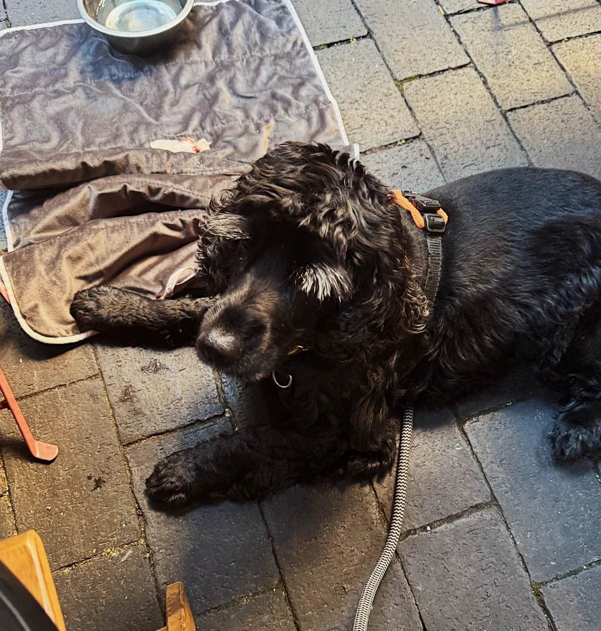 Black curly-haired dog resting on a blanket beside a water bowl outdoors