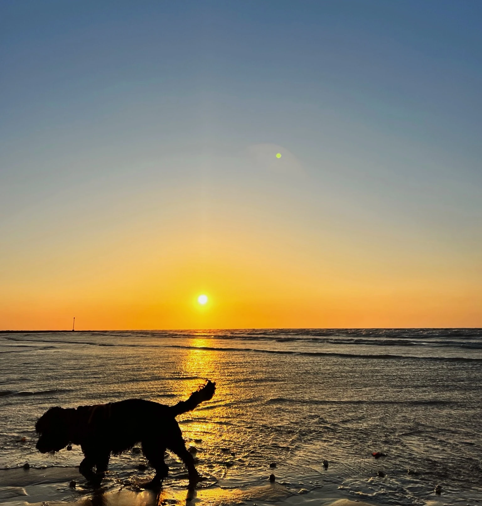 Silhouette of a dog standing in shallow seawater at sunset