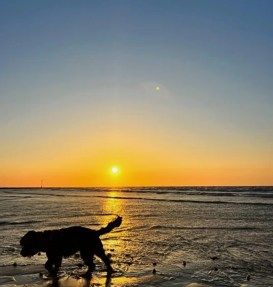 Silhouette of a dog standing in shallow seawater at sunset
