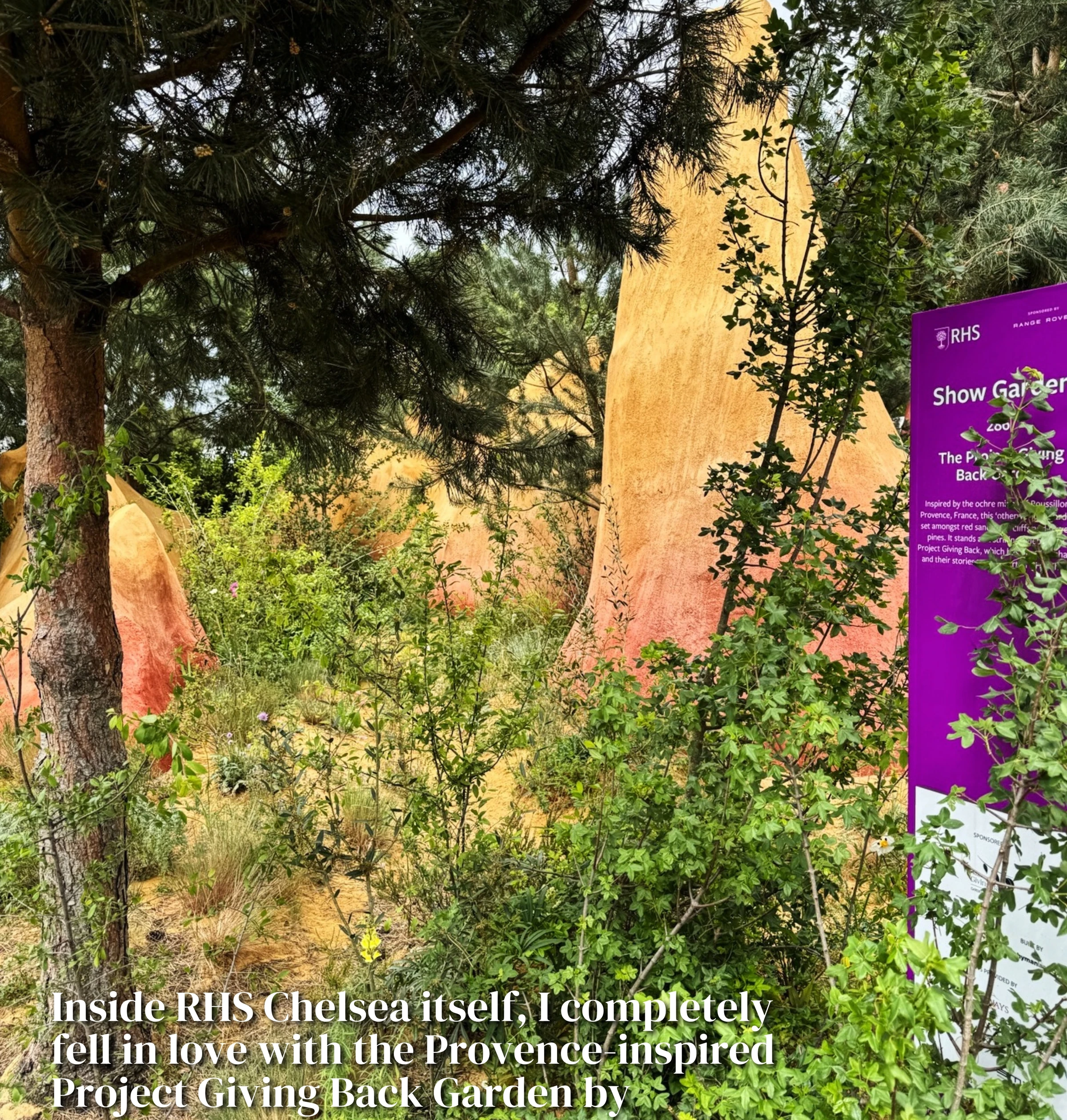 RHS Chelsea garden with pine trees, shrubs and ochre sculptural forms