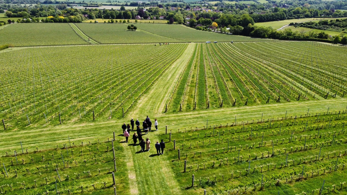 People walking through rows of vines in a vineyard overlooking the countryside