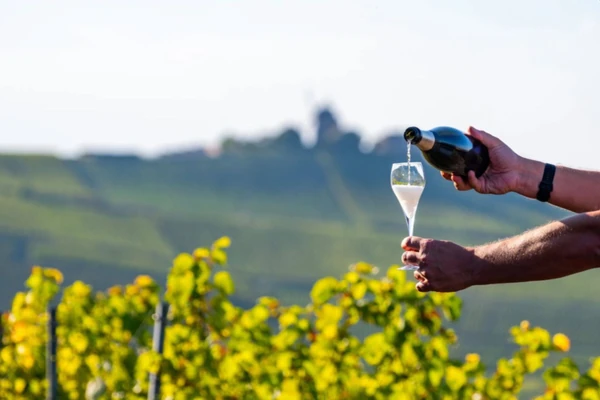 Person pouring wine into a glass among vineyard rows