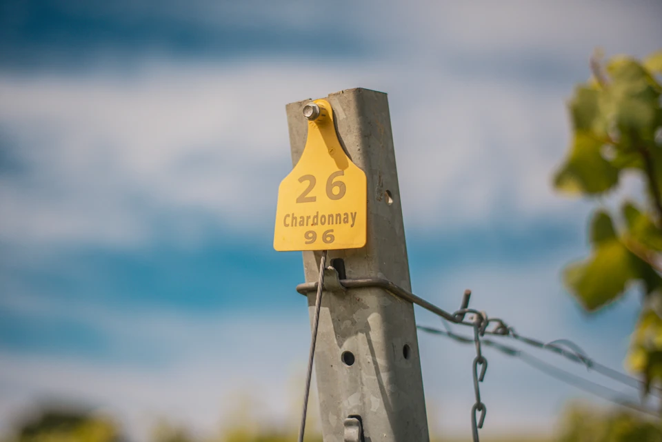 Yellow vineyard marker labelled Chardonnay 96 beside vines under a blue sky