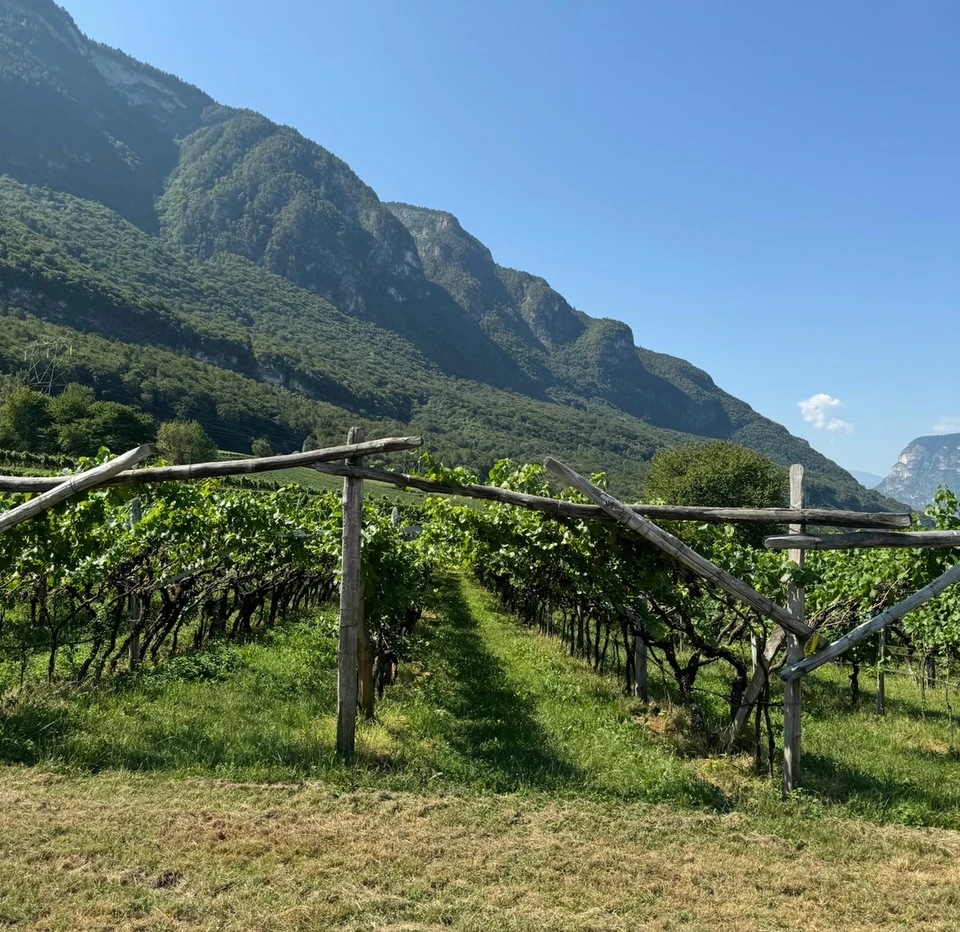 Vineyard rows beneath steep green mountains in Alto Adige