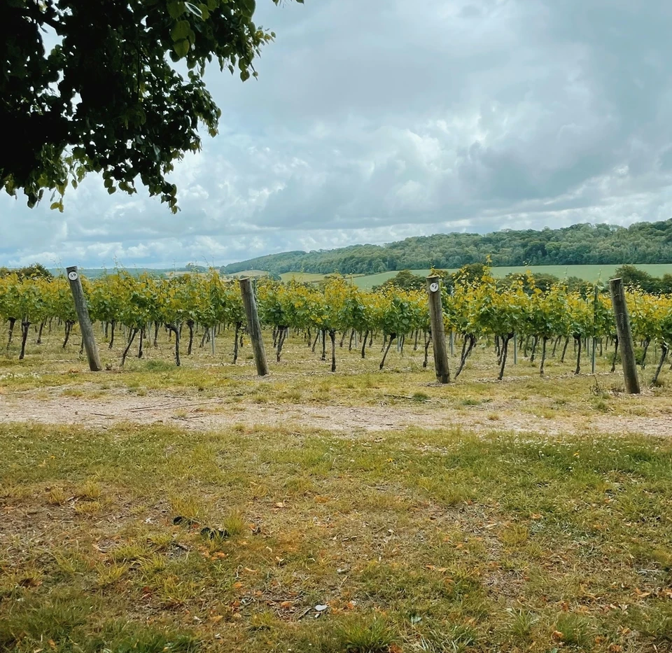 Vineyard rows at Hambledon beneath a cloudy sky, with rolling countryside beyond