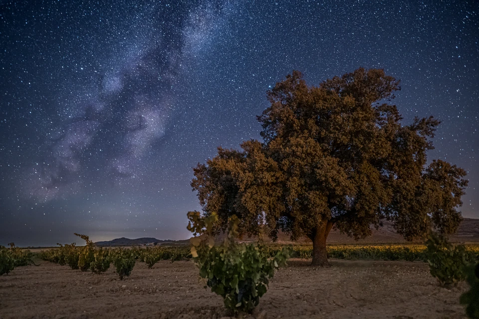Jumilla vineyard beneath the Milky Way, with a large tree under a star-filled night sky