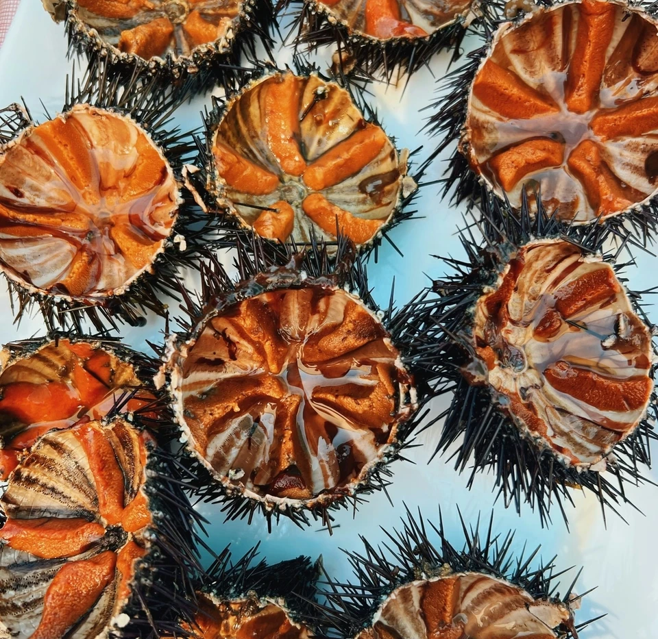 Open sea urchins arranged on a white plate