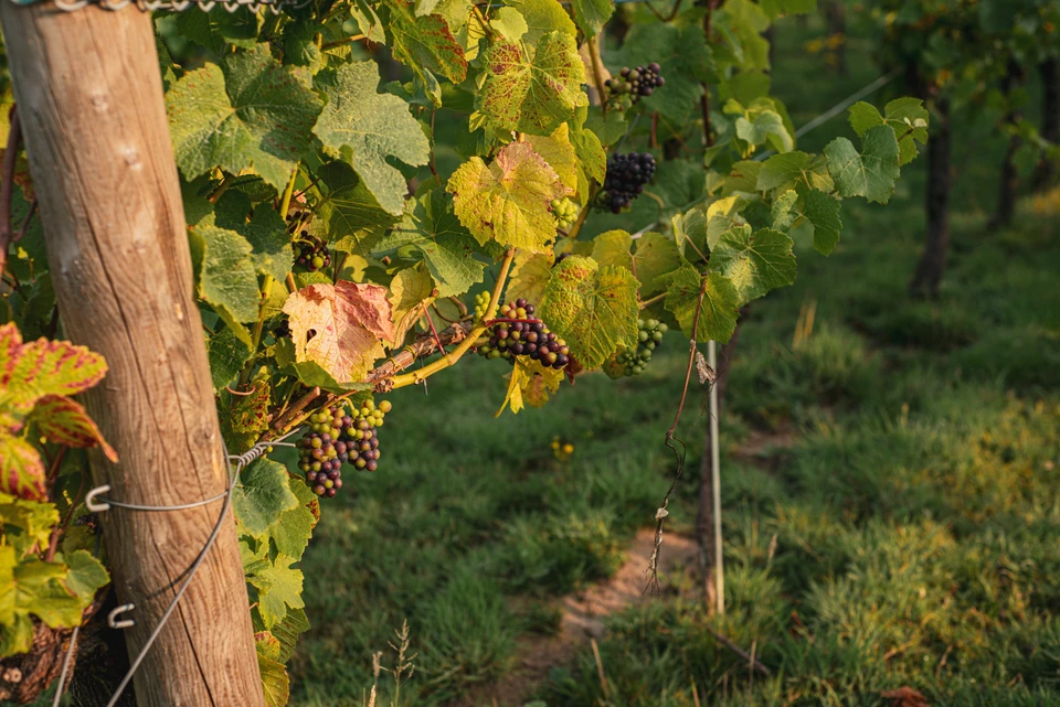 Ripe Pinot Noir grapes growing on vines in a vineyard