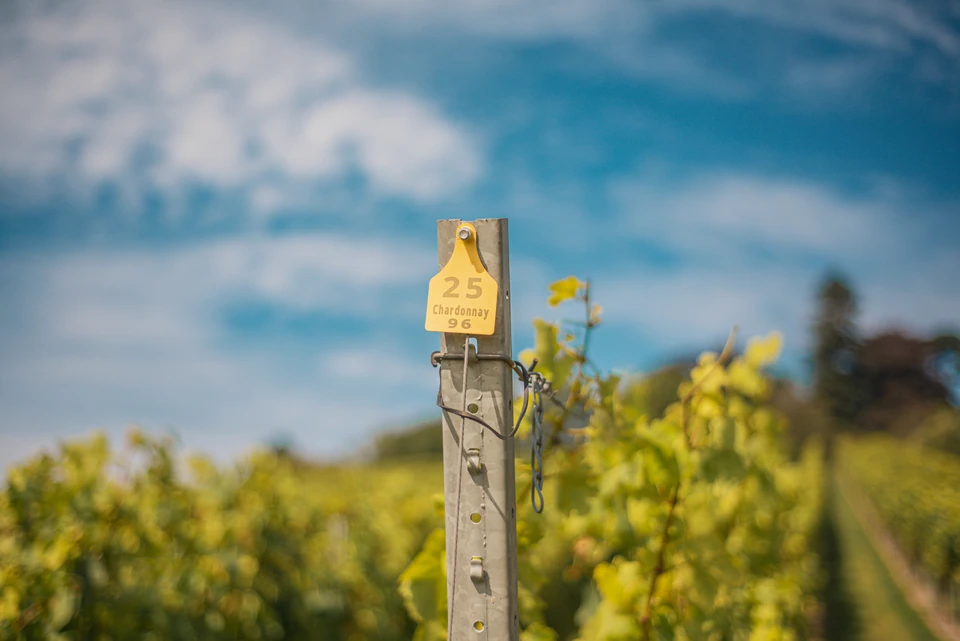 Yellow vineyard marker reading 25 Chardonnay 96 among vines beneath a blue sky