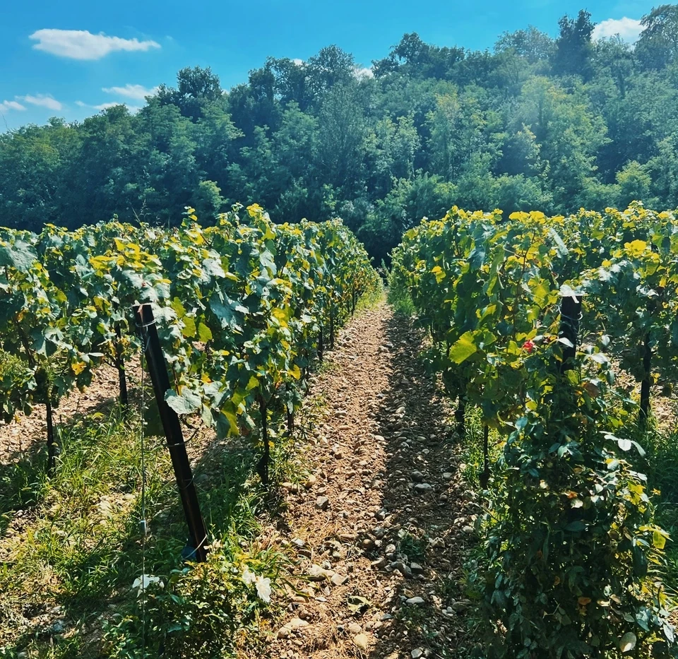 Sunlit Franciacorta vineyard rows beside a rocky path beneath a blue sky