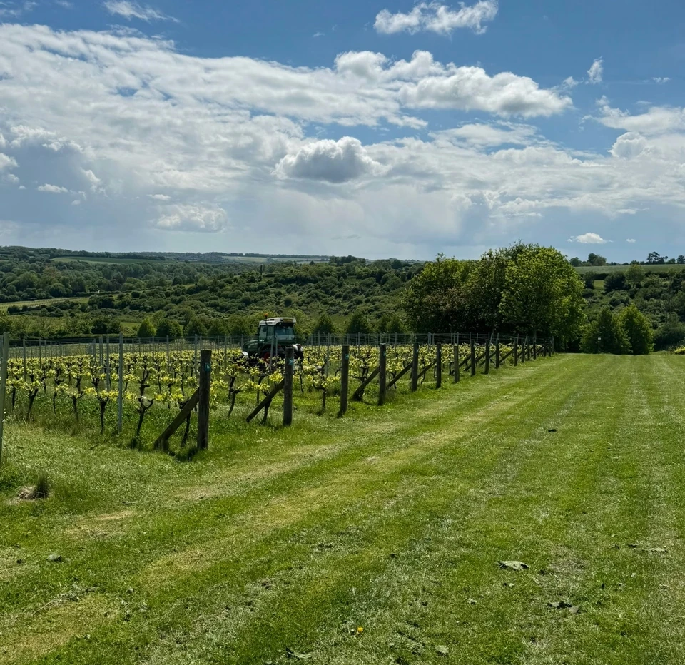 Vineyard rows and a tractor at Exton Park beneath a bright, cloud-filled sky