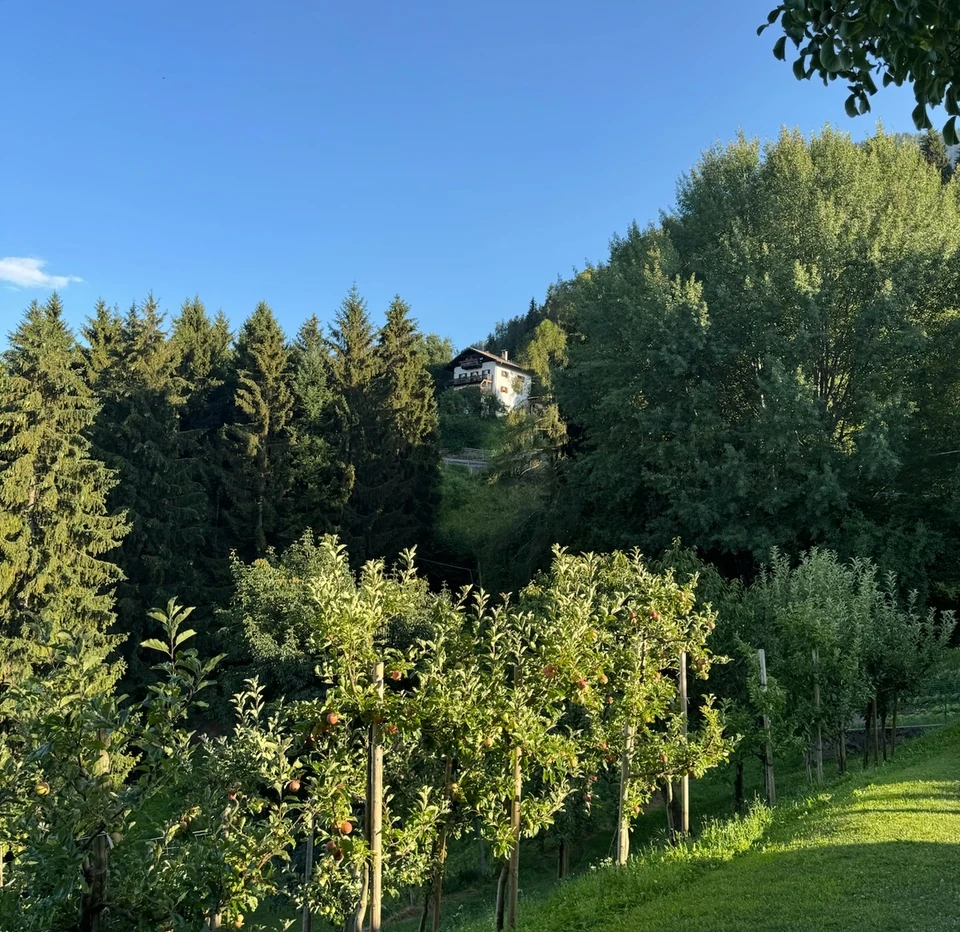 Apple trees on a grassy hillside with a house among the forest under a clear blue sky