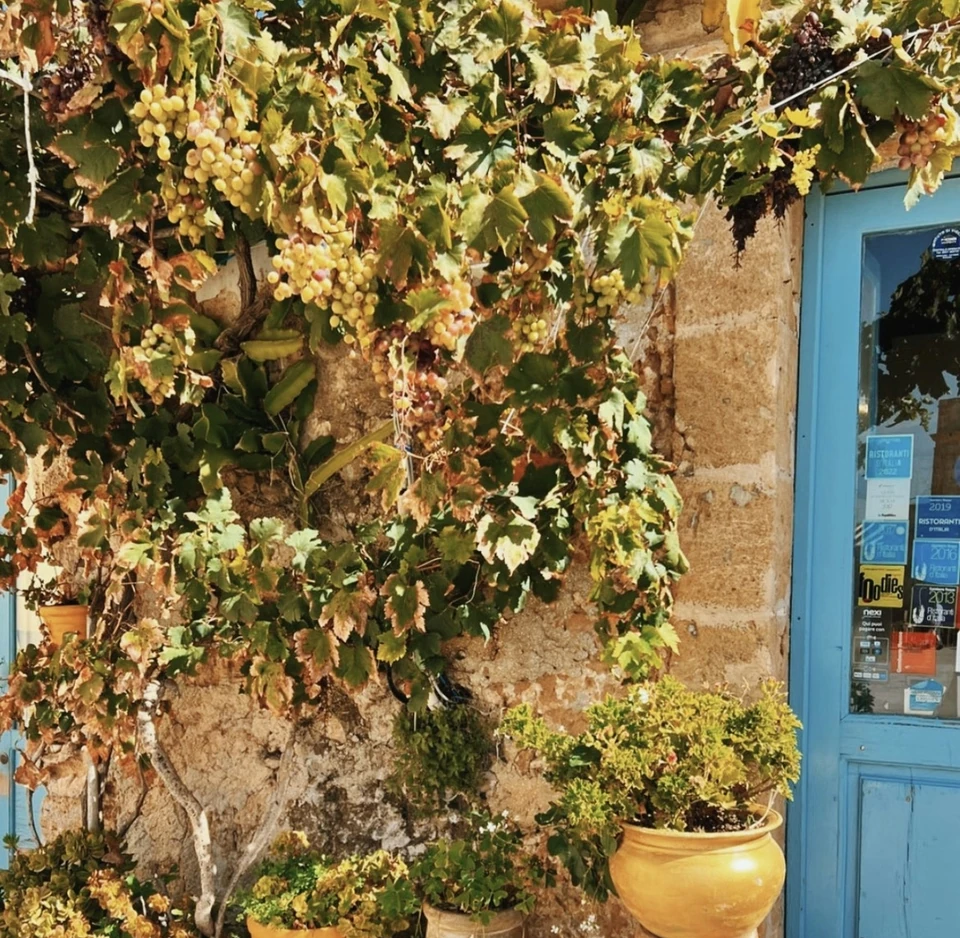 Grape vines beside a blue restaurant door and terracotta pots in Sicily