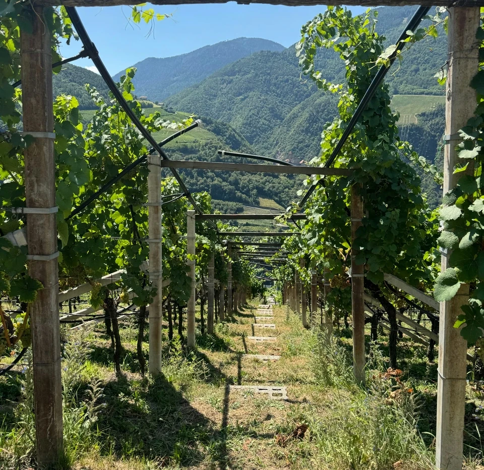 Vineyard rows descending towards forested mountains in Alto Adige