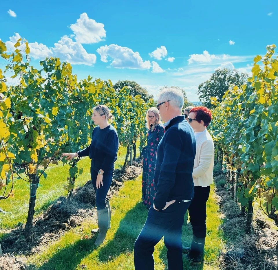 Visitors learn about grapevines during a sunny Gusbourne vineyard tour