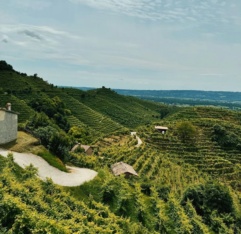 Steep green Prosecco vineyard terraces overlooking the surrounding countryside