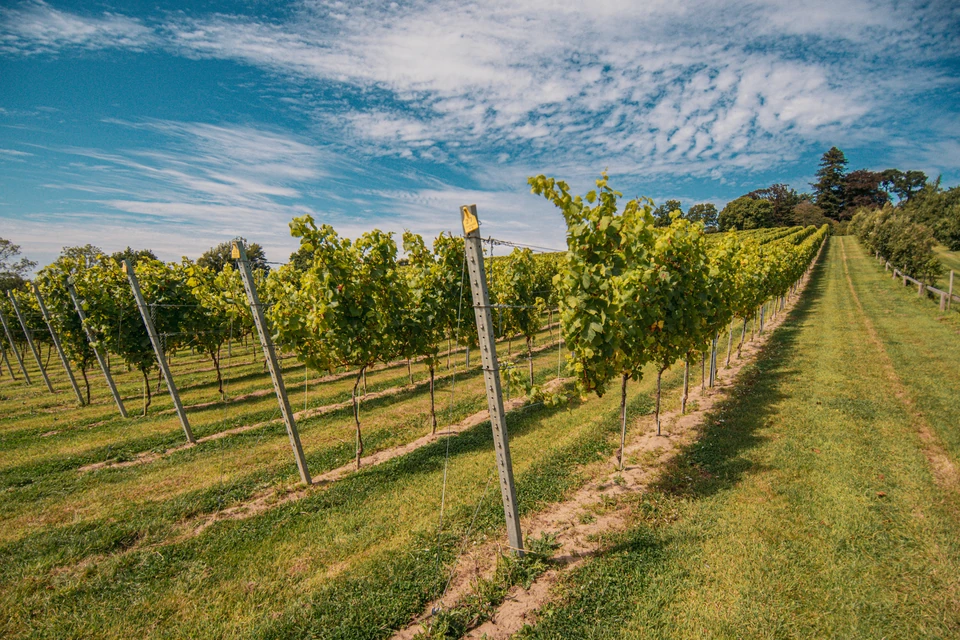 Sunlit Chardonnay vineyard rows beneath a blue sky, with a grassy path between the vines