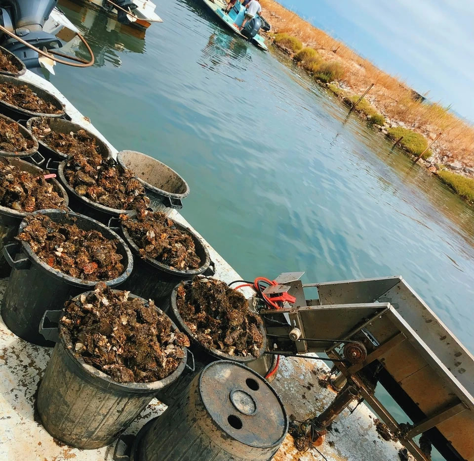 Baskets of oysters on a boat beside a smaller working boat on calm coastal water