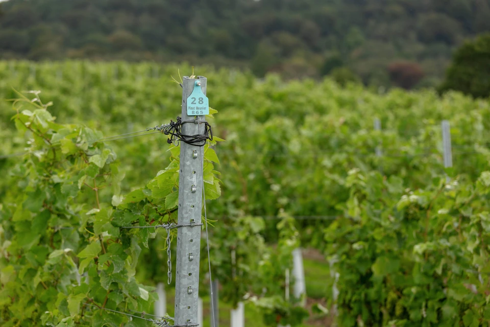 Vineyard post marked Pinot Meunier among rows of green vines