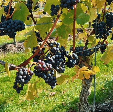 Dark grapes ripening on Gusbourne vines among sunlit leaves