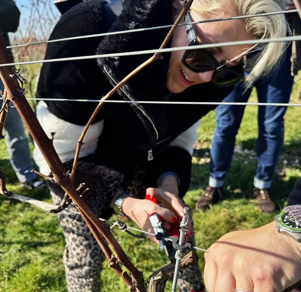 People pruning vines together in a sunny vineyard