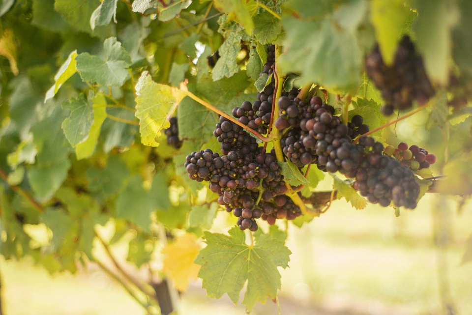 Clusters of dark grapes hanging among green vine leaves