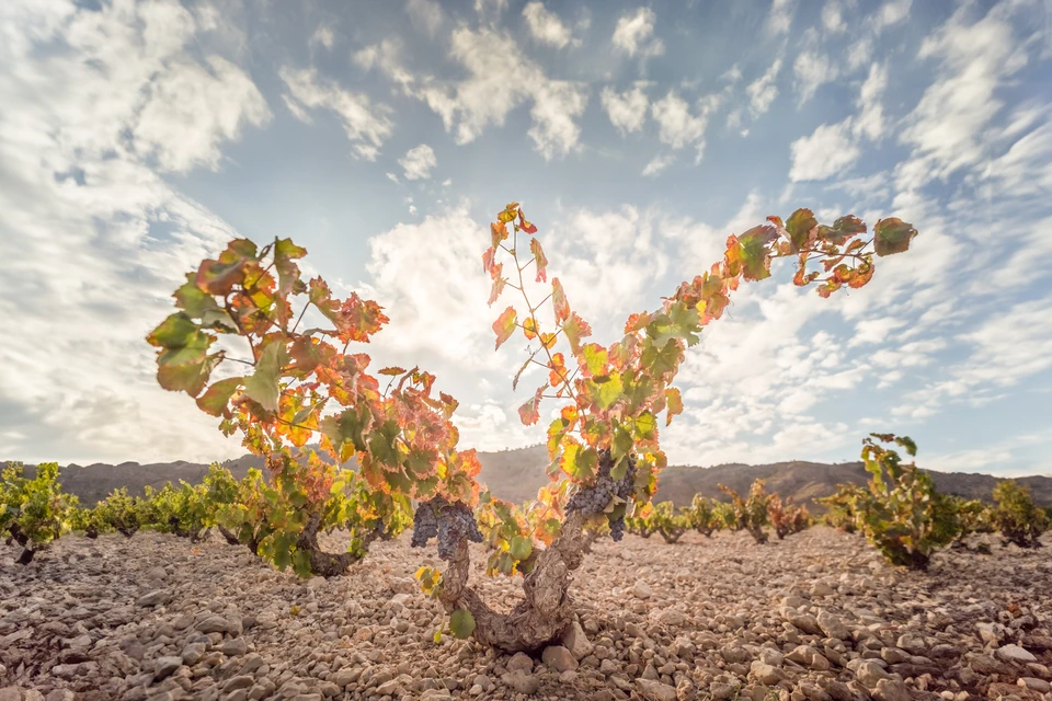 Old vines in a sunlit, stony vineyard beneath mountain ridges