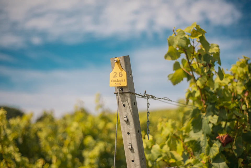 Chardonnay vines beside a vineyard post marked 26