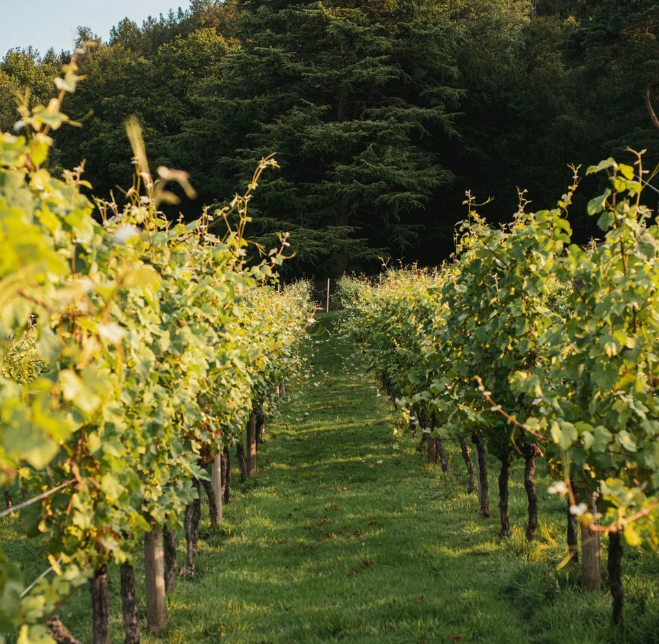 Rows of grapevines leading towards woodland in a vineyard