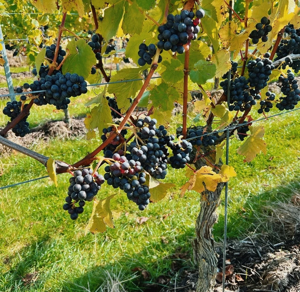 Clusters of dark grapes growing among sunlit leaves at Gusbourne vineyard