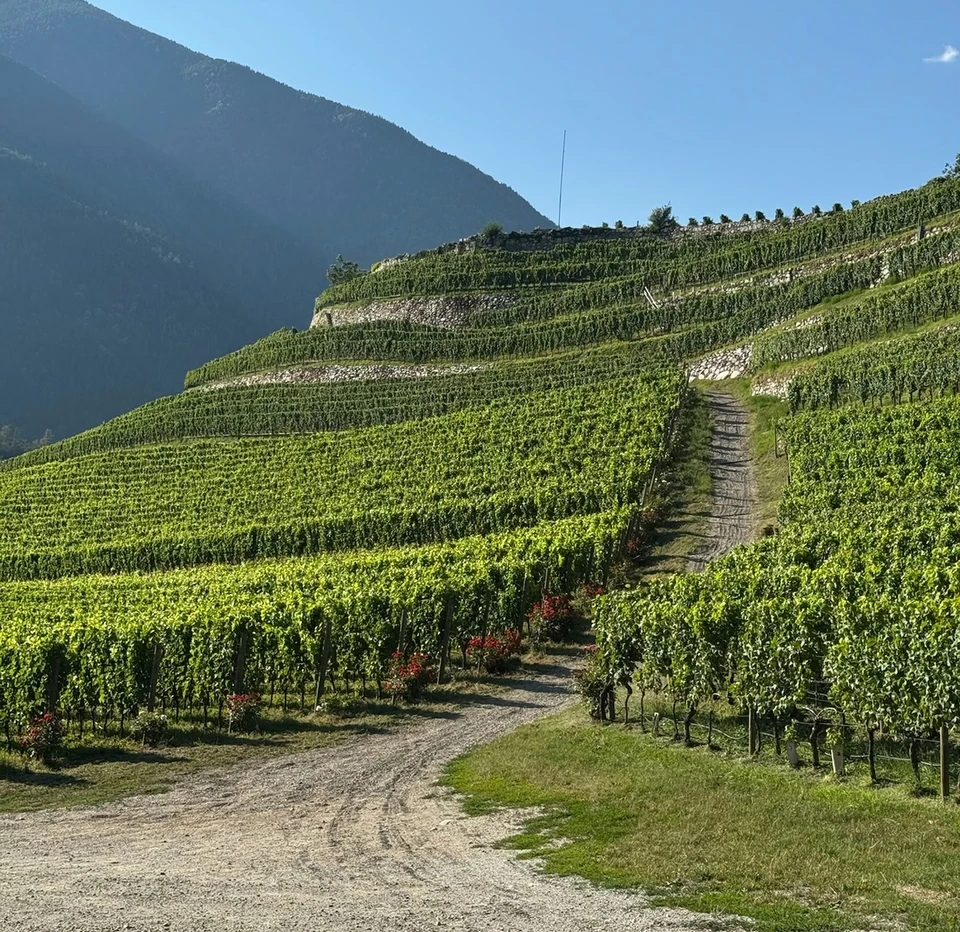 Terraced vineyard in Alto Adige beneath a mountain