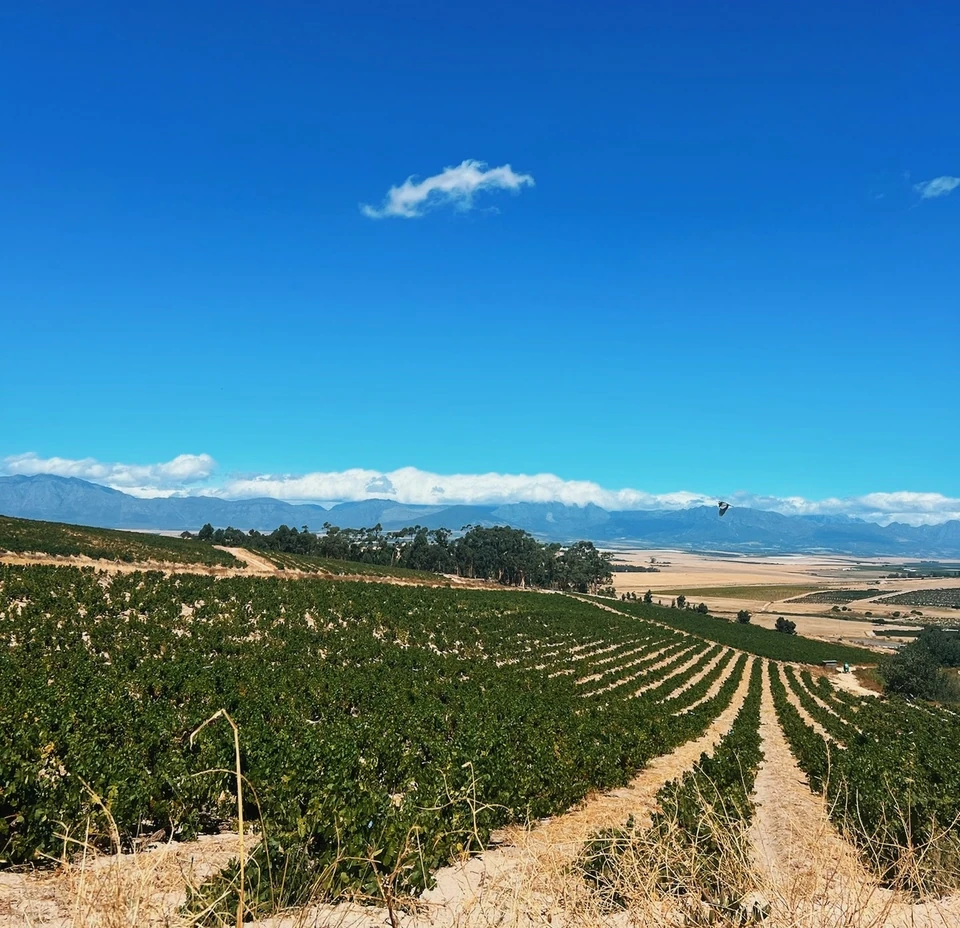Vineyard rows stretching across a sunlit valley beneath blue skies and distant mountains