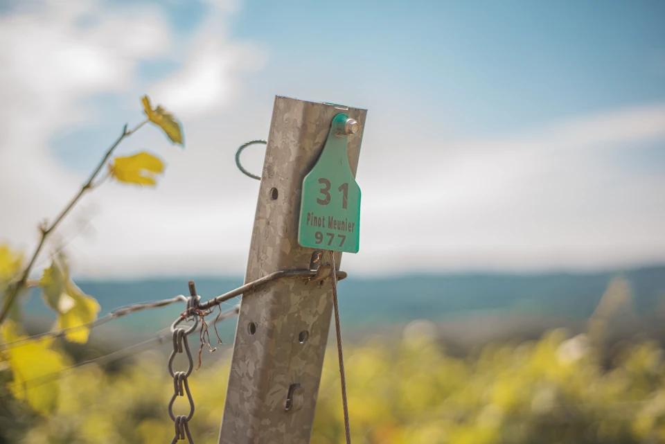 Green vineyard sign marking Pinot Meunier vines