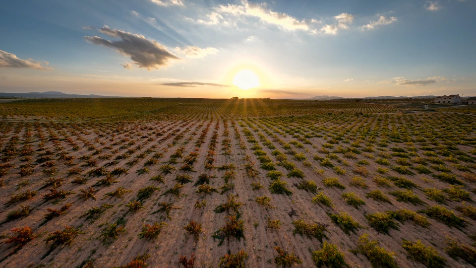 Vineyard rows in Jumilla stretching towards distant hills beneath a setting sun