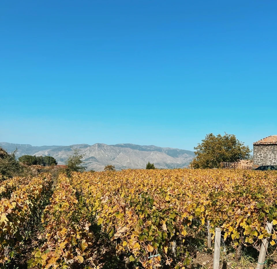 Autumn vineyard with Mount Etna in the distance and a stone building beneath a clear blue sky
