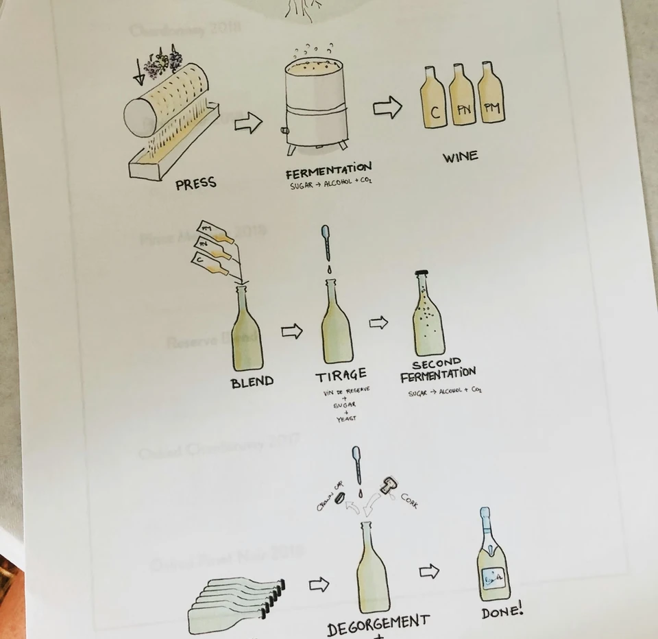 Hand-drawn diagram of sparkling wine production featuring Pinot Meunier