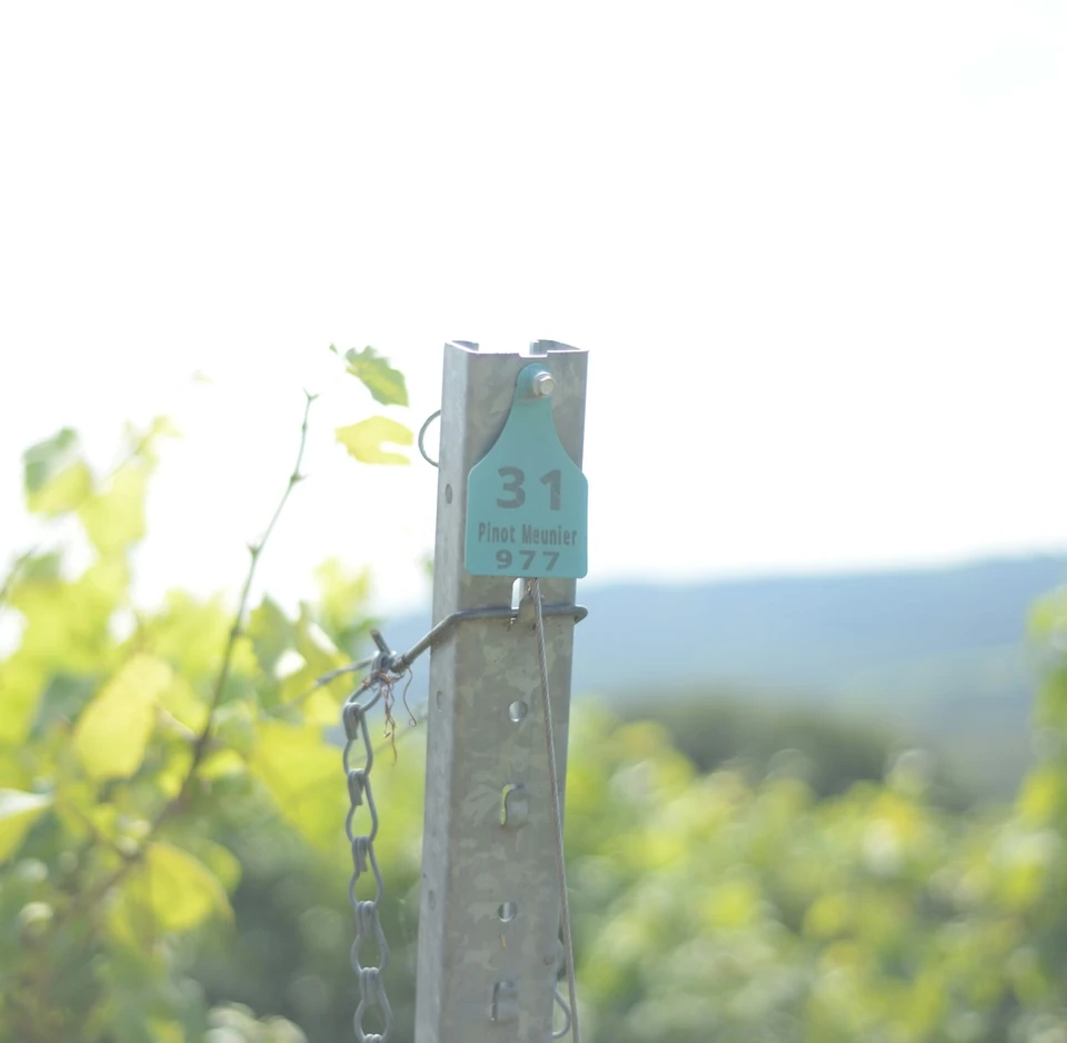 Vineyard post marked 31, Pinot Meunier and 977, with green vines and hills beyond