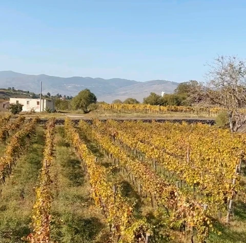 Autumn vineyard rows beneath mountains and a clear blue sky