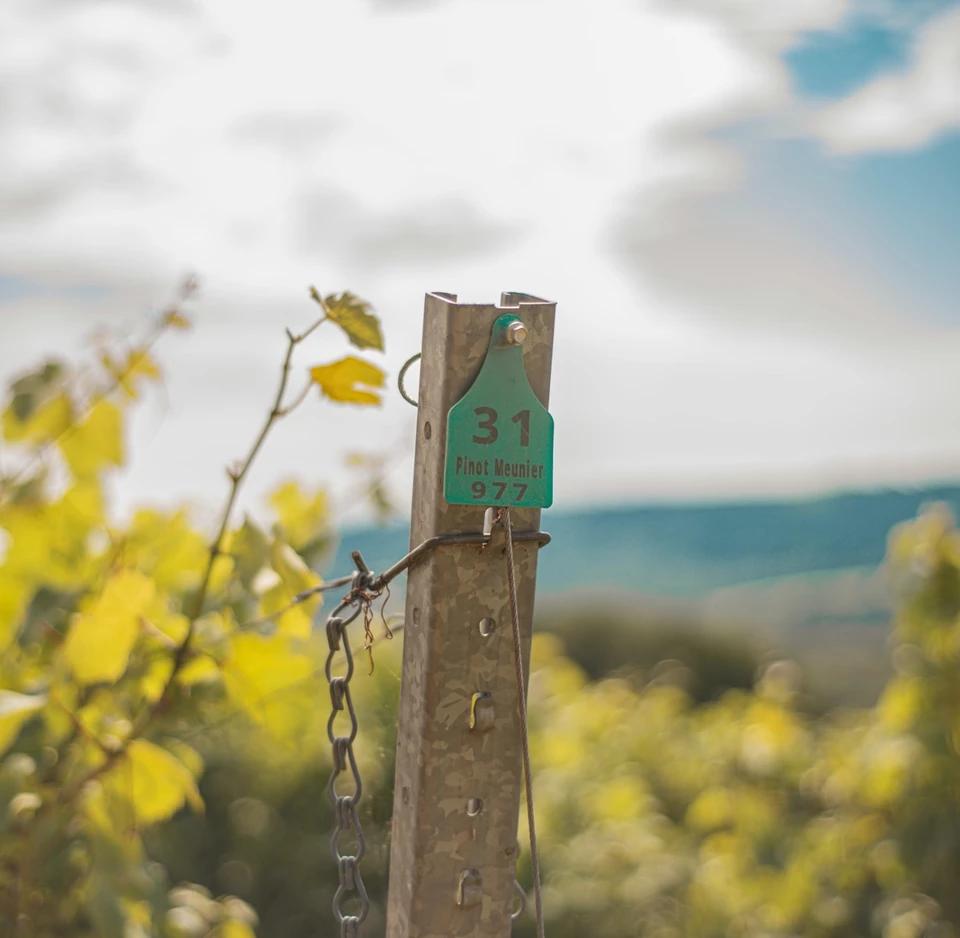 Pinot Meunier vine marker numbered 31 in a vineyard beneath a cloudy sky