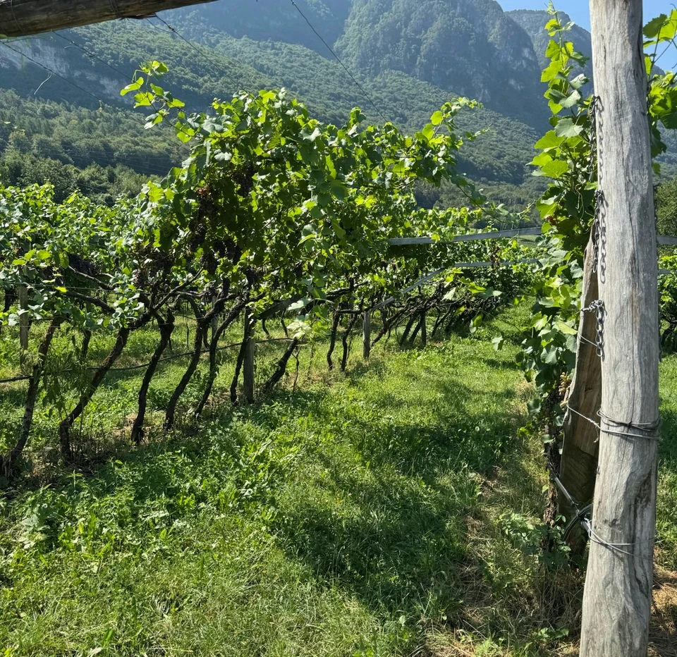Vineyard beneath dramatic mountain peaks in Alto Adige
