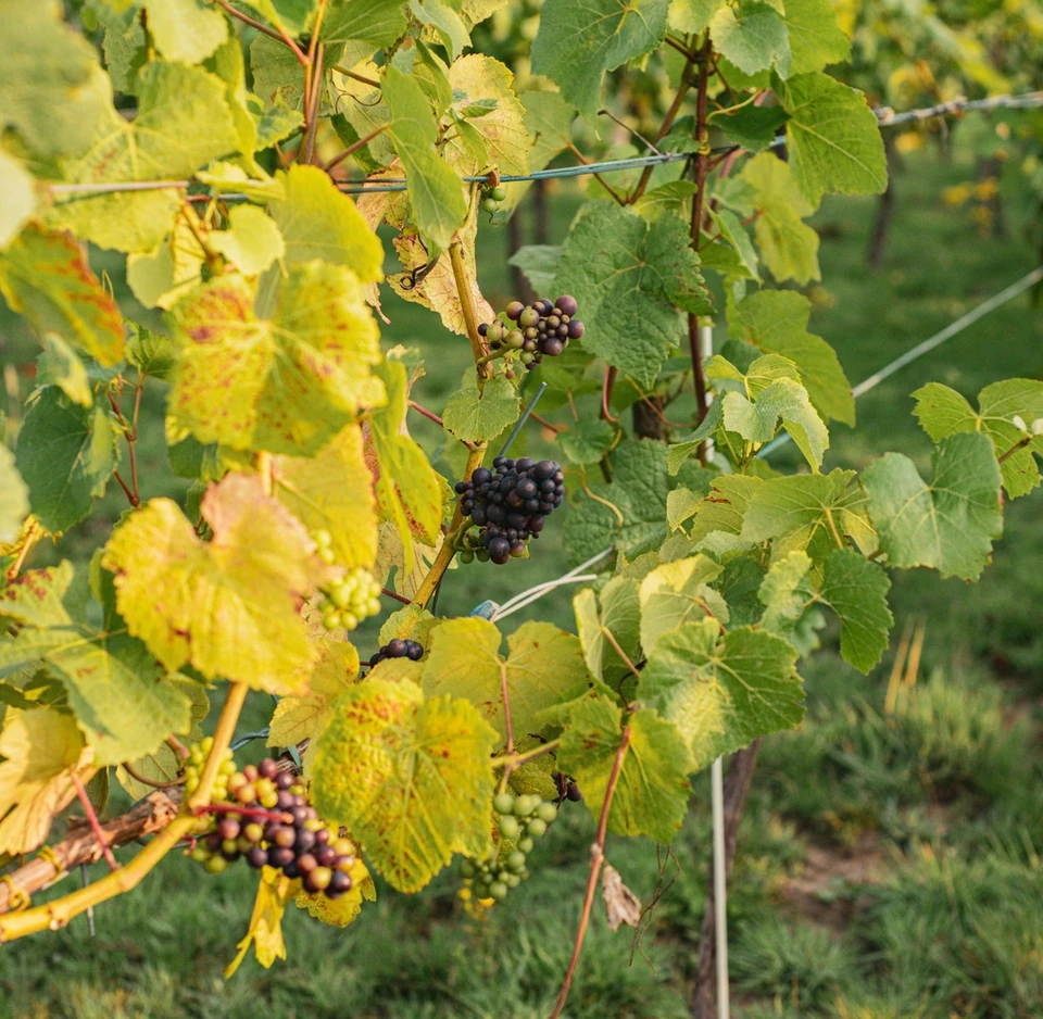 Ripe and unripe Pinot Noir grapes among vine leaves on a trellised vineyard row