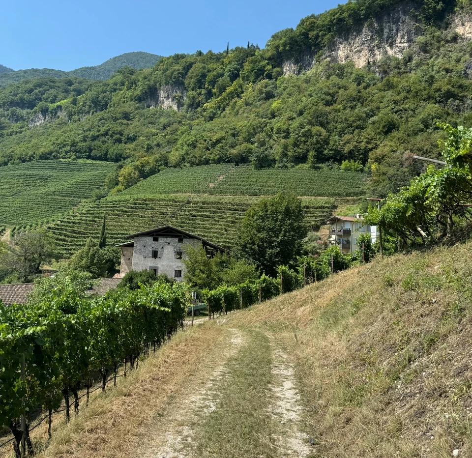 Vineyards on a hillside beneath wooded mountains and limestone cliffs in Alto Adige