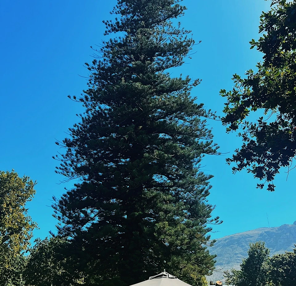 Klein Constantia garden with a large evergreen tree, parasols and mountains beneath a clear blue sky